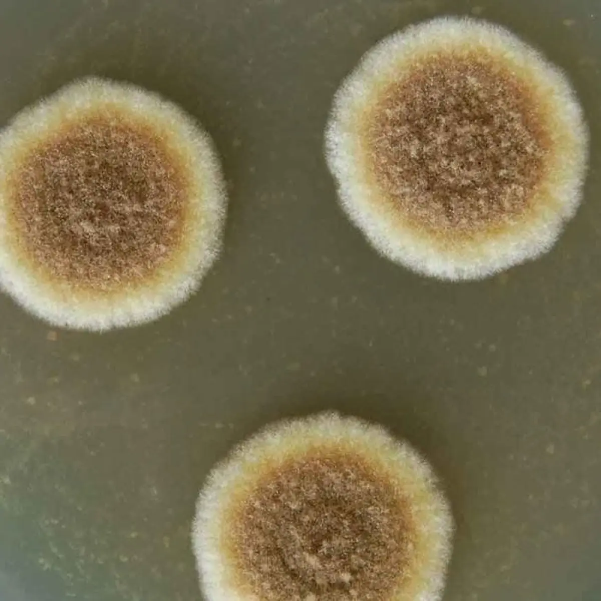 Jamur Aspergillus Wentii dan Peranannya dalam Pembuatan Kecap Tradisional